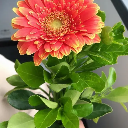 Tang House 唐舍 3*