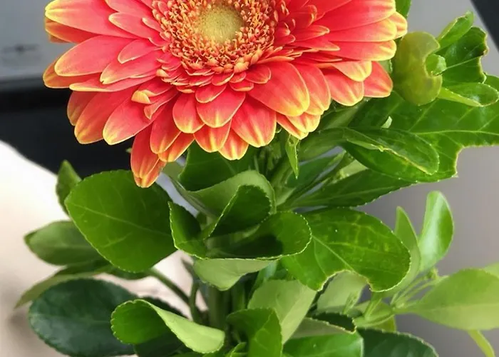 Tang House 唐舍 3*